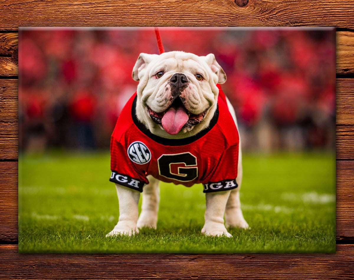 UGA Georgia Bulldogs Fridge Magnet - Uga X Mascot 2.5"x3.5" Premium Tin Photo Gift - WRIGHT PHOTO