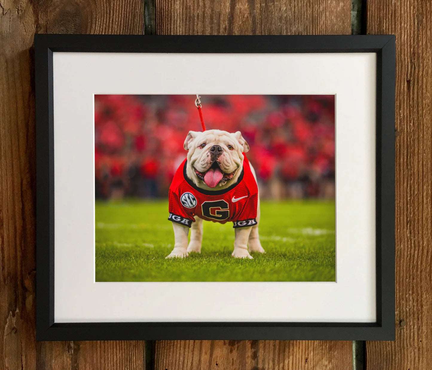 Uga X Mascot Photo Print & Canvas Wrap - Georgia Bulldogs Art