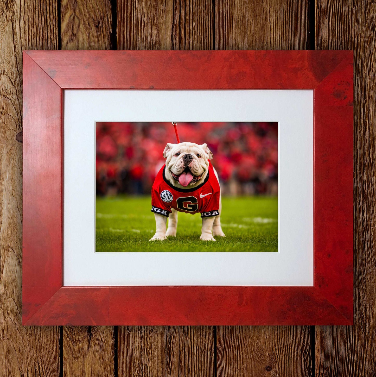 Uga X Mascot Photo Print & Canvas Wrap - Georgia Bulldogs Art