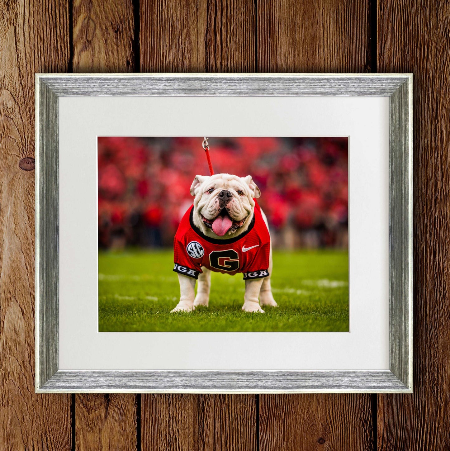 Uga X Mascot Photo Print & Canvas Wrap - Georgia Bulldogs Art