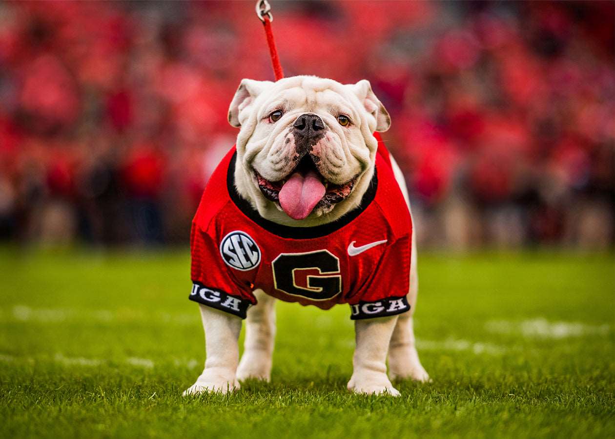 Uga X Mascot Photo Print & Canvas Wrap - Georgia Bulldogs Art