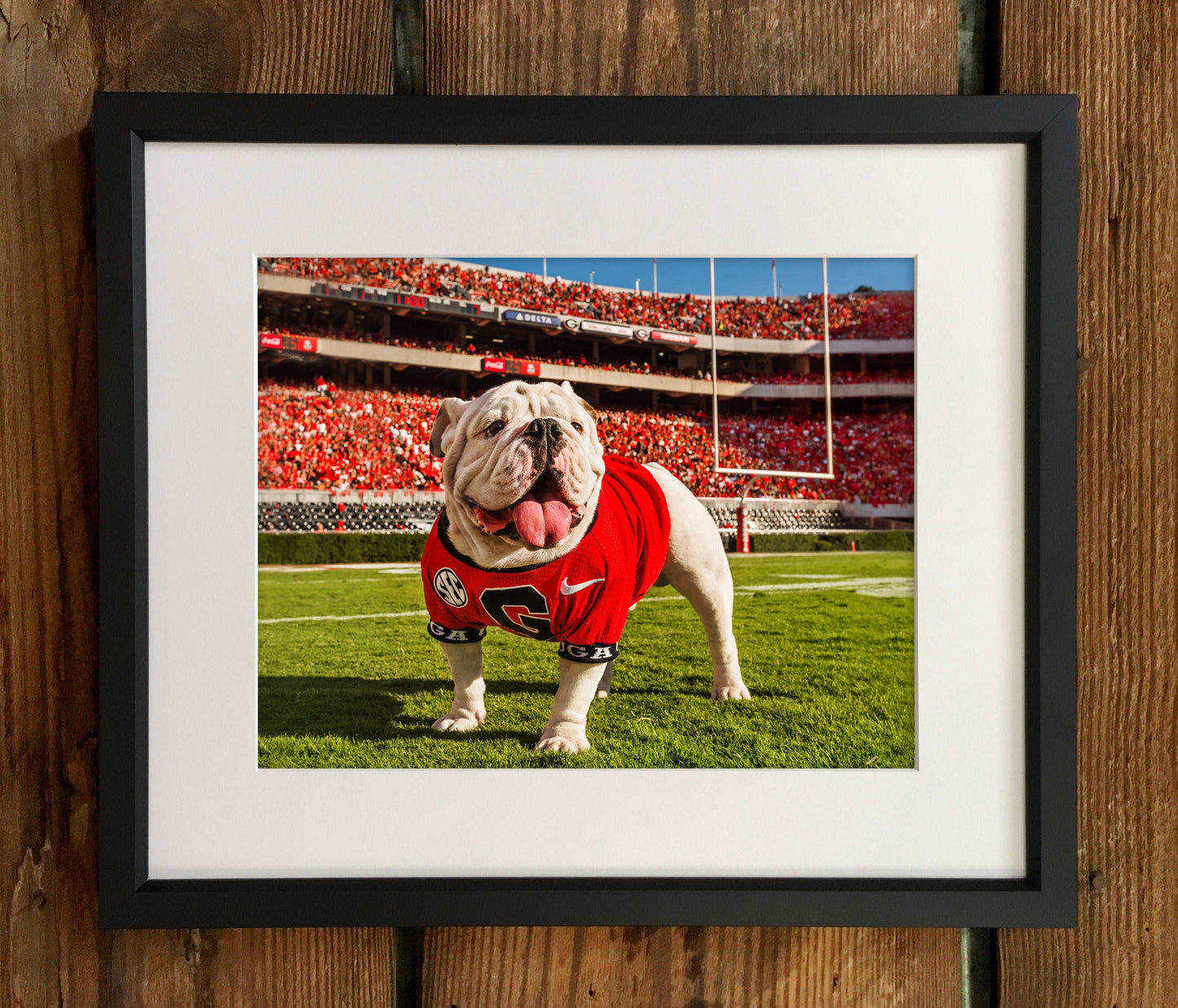 Uga X In the Endzone Mascot Photo Print & Canvas Wrap - Georgia Bulldogs Art