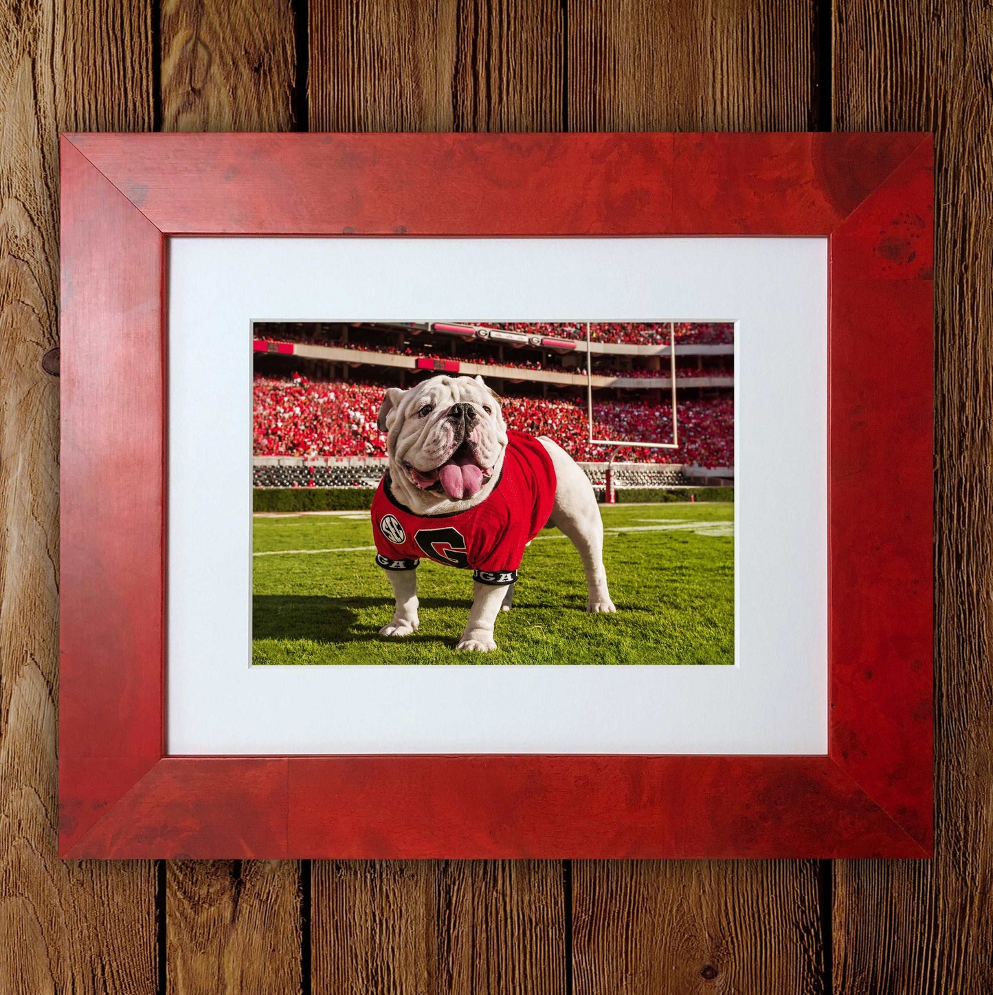 Uga X In the Endzone Mascot Photo Print & Canvas Wrap - Georgia Bulldogs Art