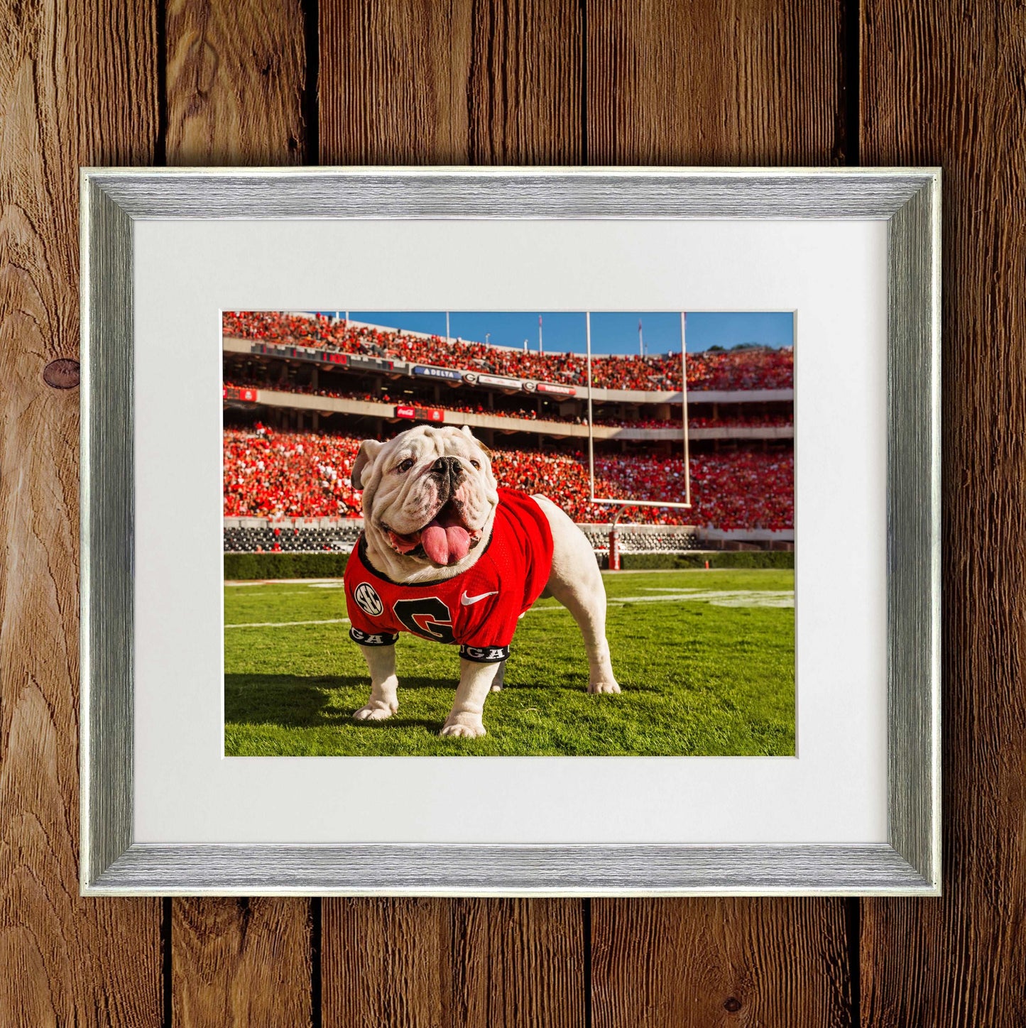 Uga X In the Endzone Mascot Photo Print & Canvas Wrap - Georgia Bulldogs Art