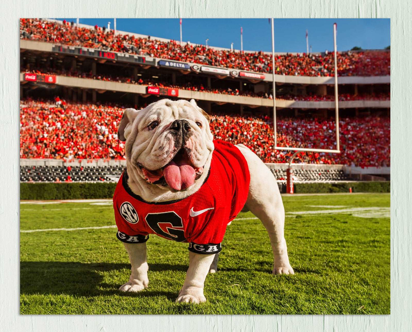 Uga X In the Endzone Mascot Photo Print & Canvas Wrap - Georgia Bulldogs Art