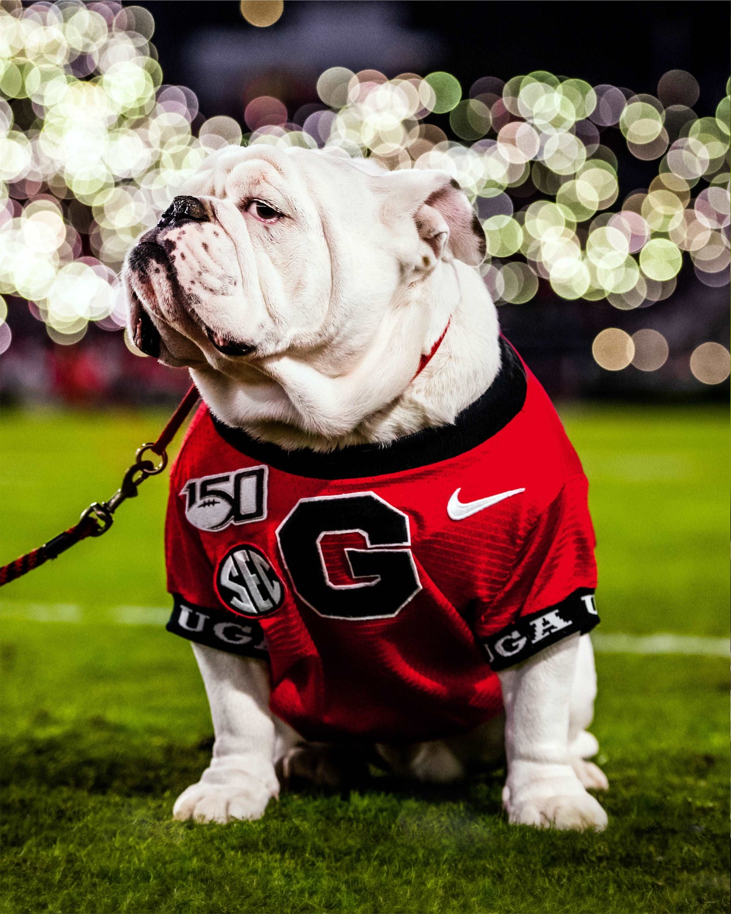 Uga X Under the Lights Mascot Photo Print & Canvas Wrap - Georgia Bulldogs Art