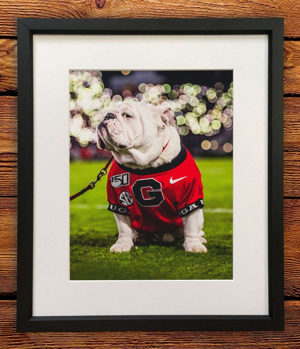 Uga X Under the Lights Mascot Photo Print & Canvas Wrap - Georgia Bulldogs Art