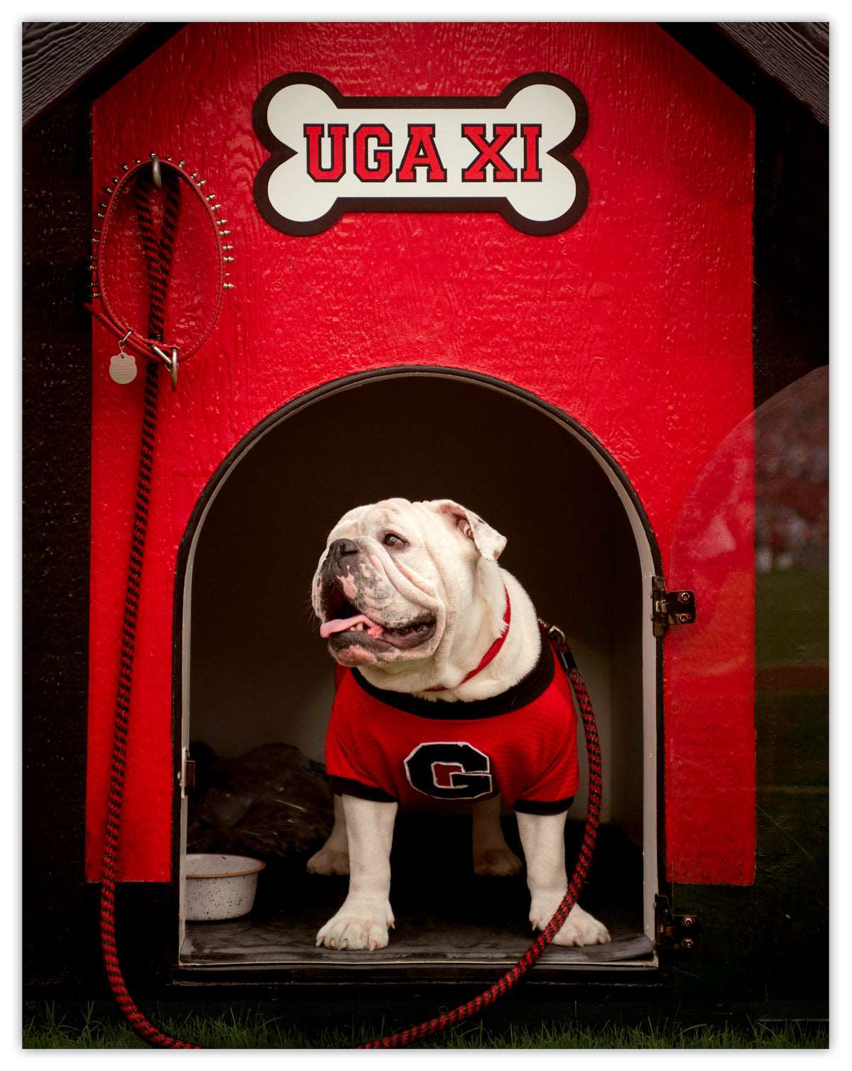 Georgia Bulldogs Photo Print