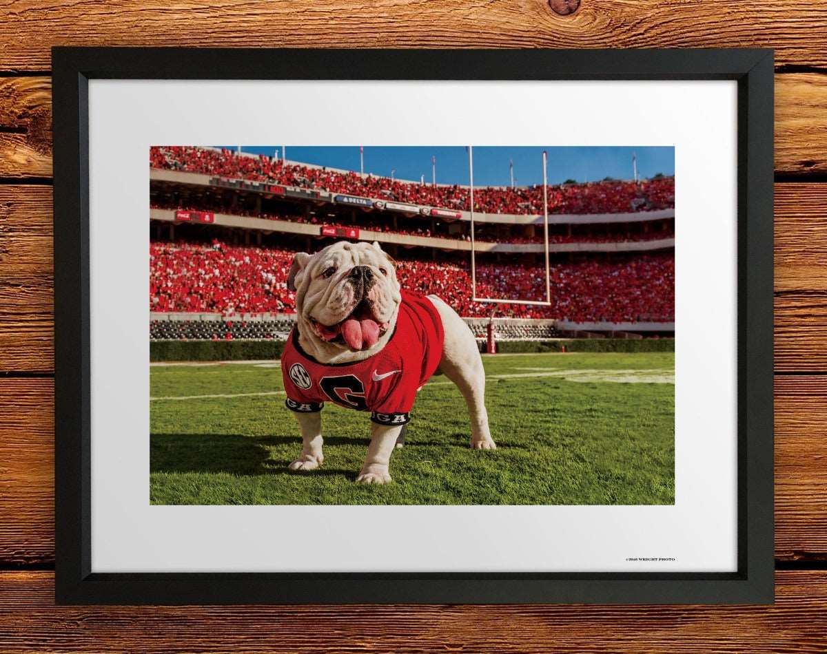 UGA Georgia Bulldogs Art: Uga X Endzone Mascot Art Poster Print - Wright Photo