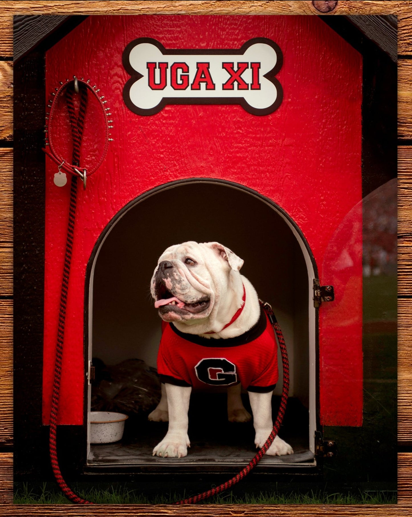 Uga XI Boom in the Dawg House Mascot 18x24" Art Poster - Georgia Bulldogs Wall Art