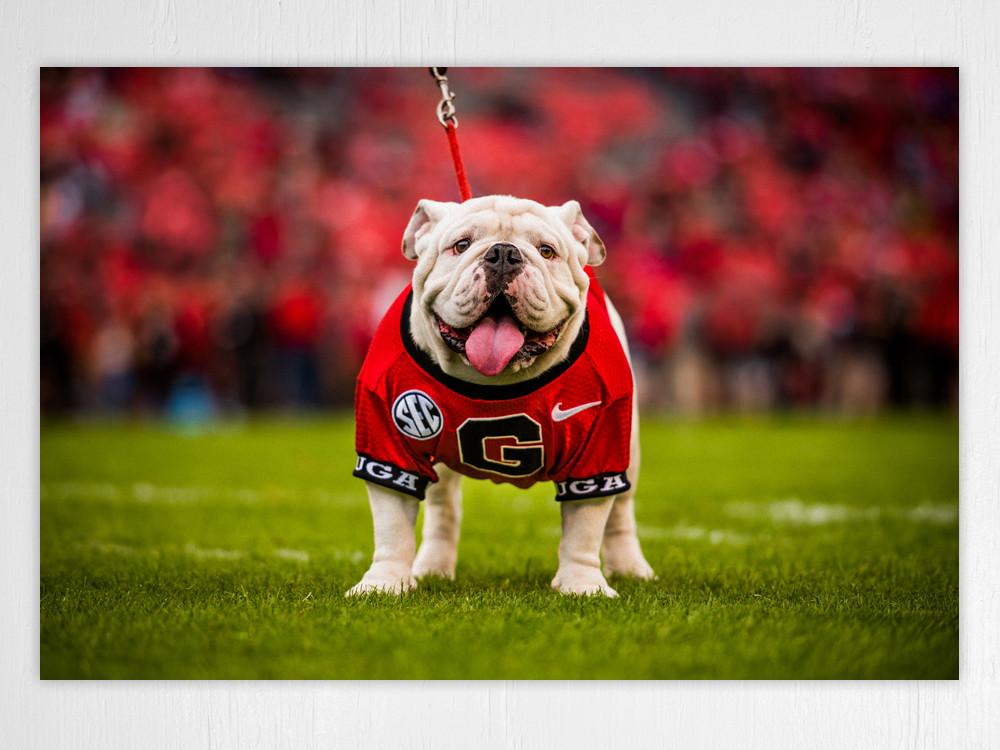 UGA Georgia Bulldogs Art: Uga X Mascot Art Poster Print - Wright Photo