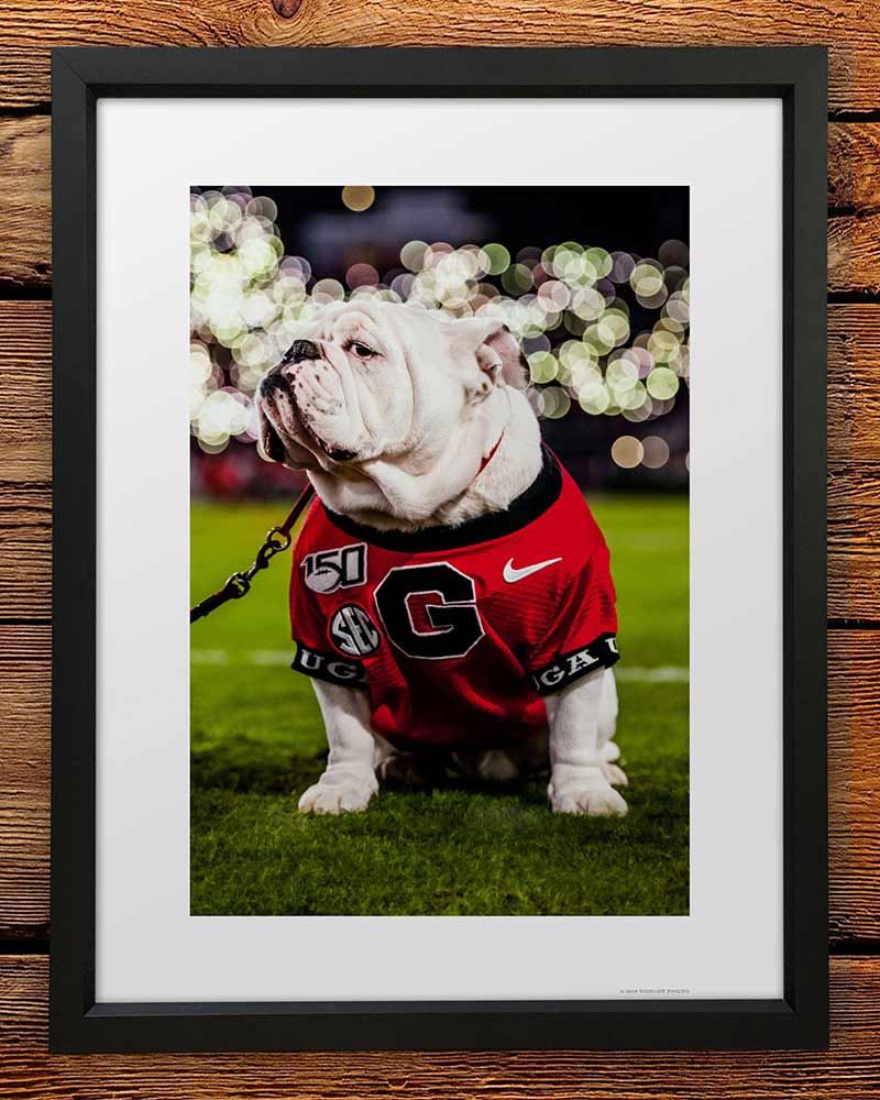 UGA Georgia Bulldogs Art: Uga X Under the Lights Mascot Art Poster Print - Wright Photo