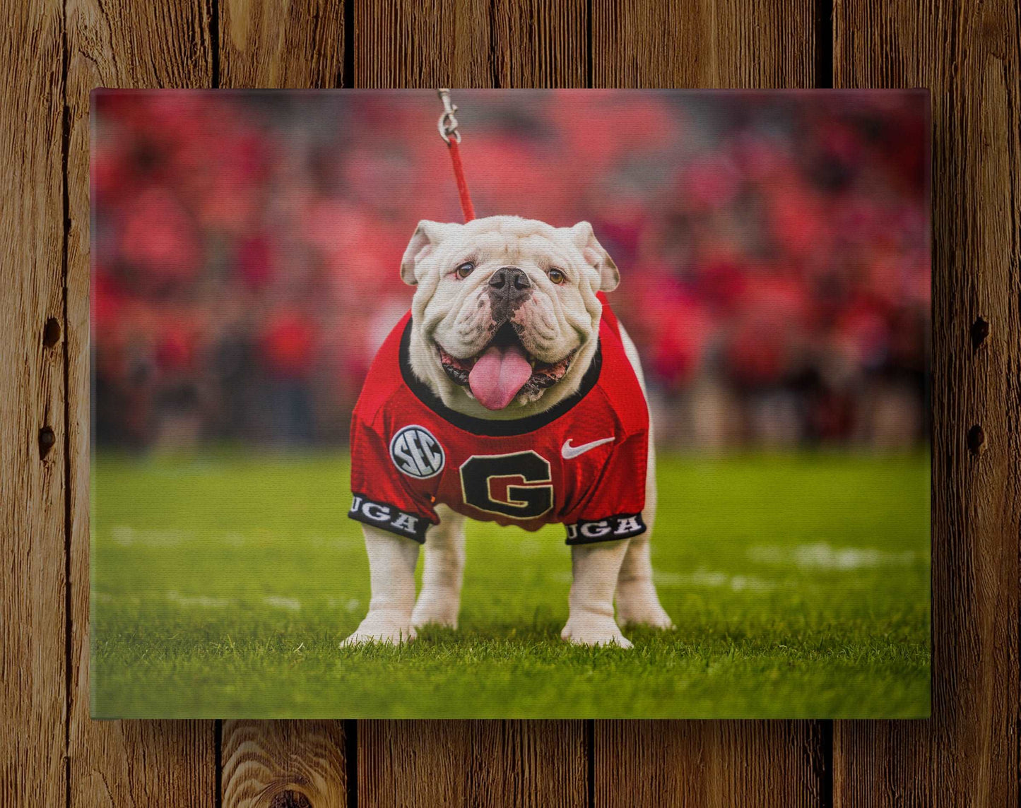 Uga X Mascot Photo Print & Canvas Wrap - Georgia Bulldogs Art