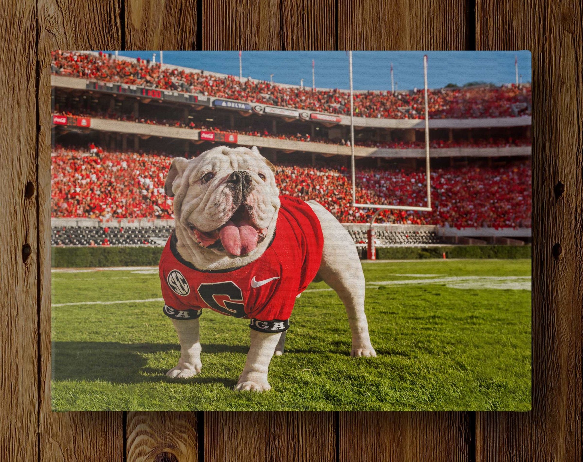 Uga X In the Endzone Mascot Photo Print & Canvas Wrap - Georgia Bulldogs Art