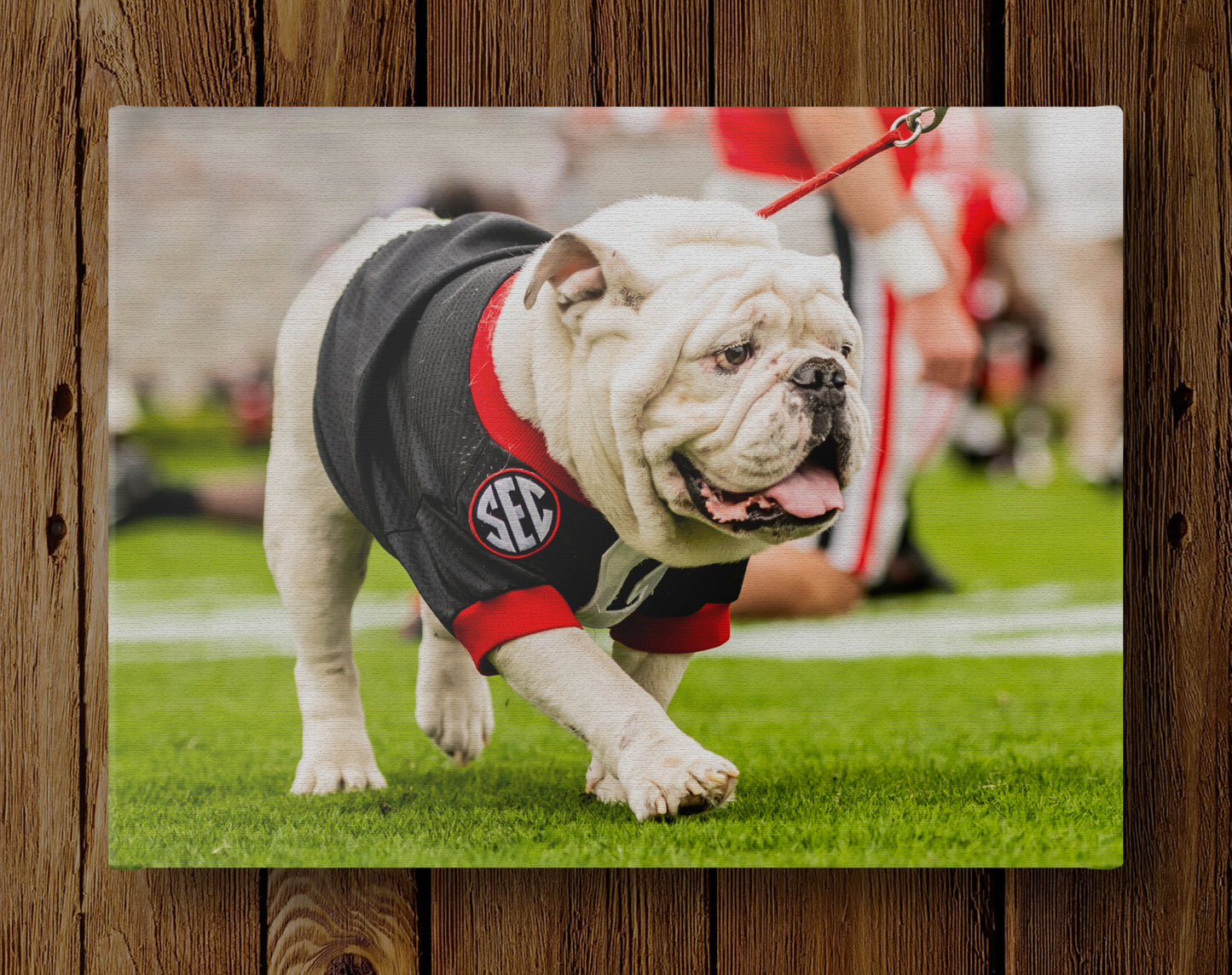 Uga X in Black G Day Mascot Photo Print & Canvas Wrap - Georgia Bulldogs Art