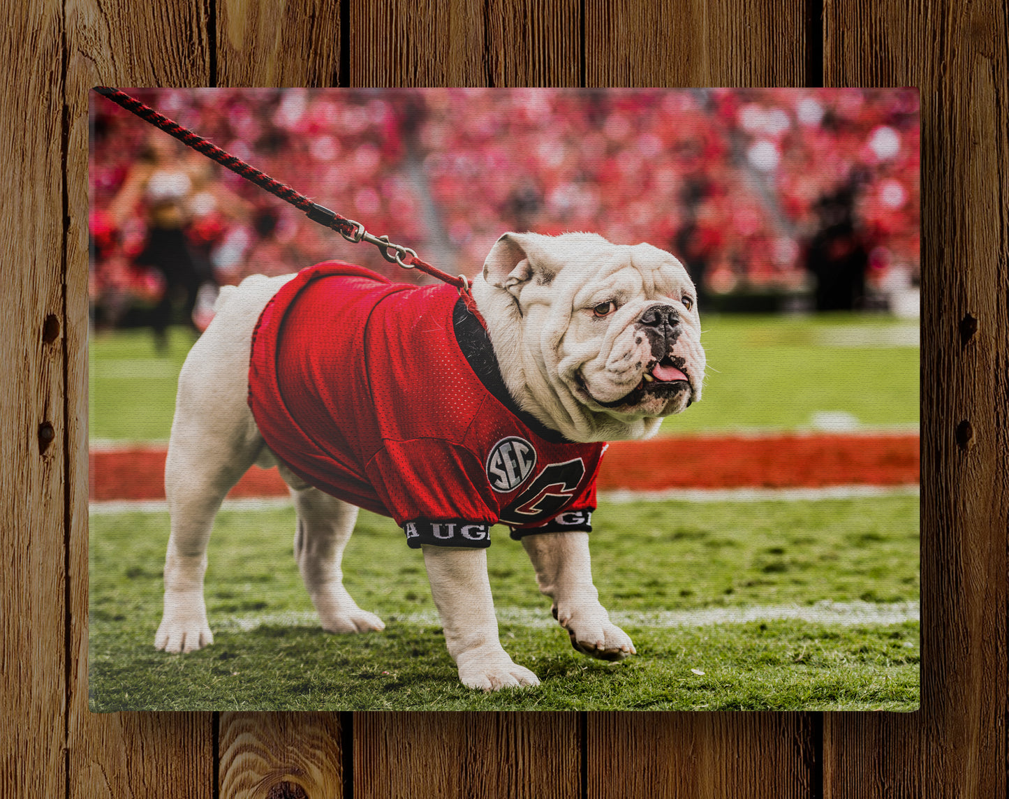 Uga X on the Sidelines Mascot Photo Print & Canvas Wrap - Georgia Bulldogs Art
