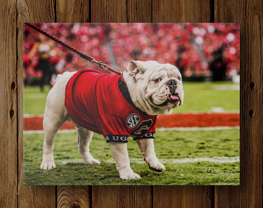 Uga X on the Sidelines Mascot Photo Print & Canvas Wrap - Georgia Bulldogs Art