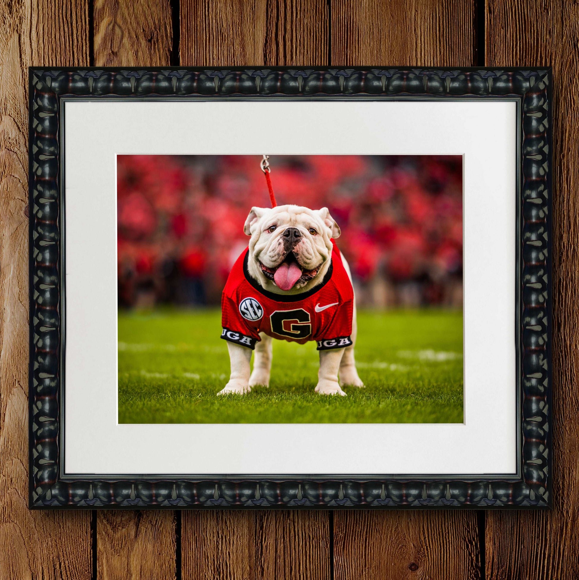 Uga X Mascot Photo Print & Canvas Wrap - Georgia Bulldogs Art