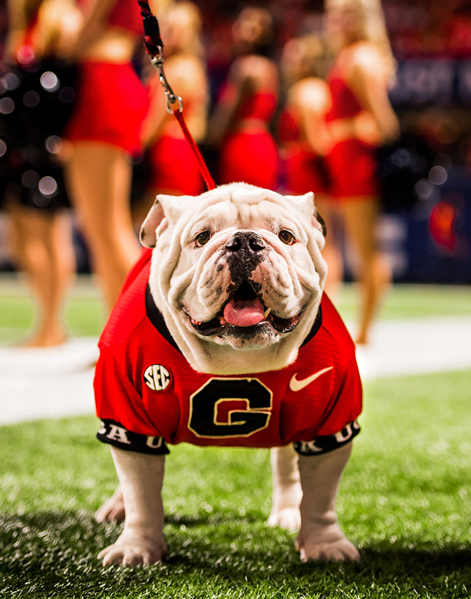 SEC Champion Uga X Photo Print & Canvas Wrap - Georgia Bulldogs Art