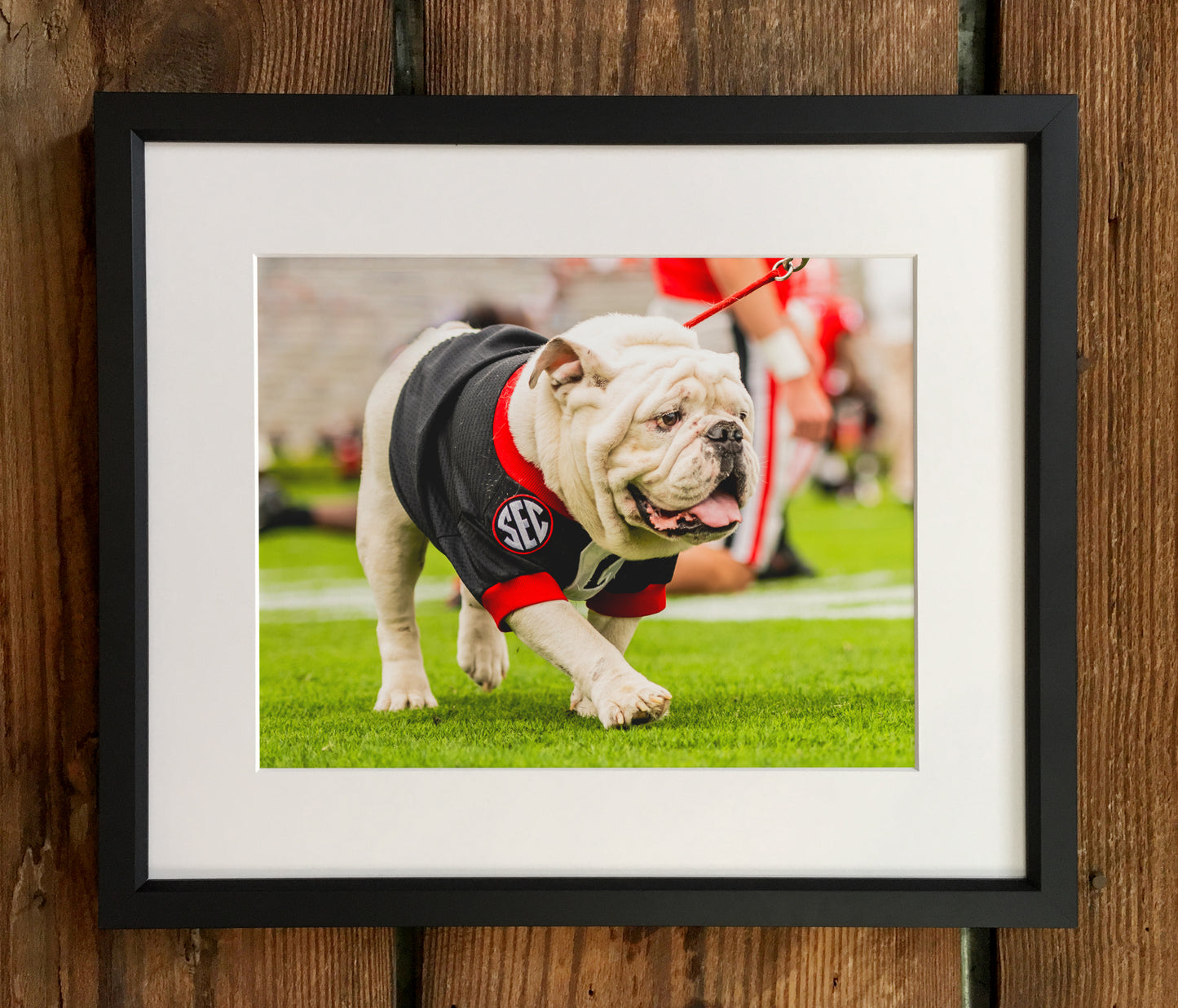 Uga X in Black G Day Mascot Photo Print & Canvas Wrap - Georgia Bulldogs Art