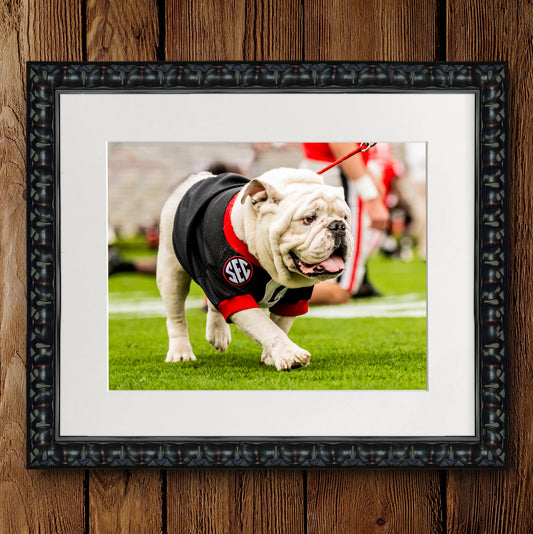 Uga X in Black G Day Mascot Photo Print & Canvas Wrap - Georgia Bulldogs Art