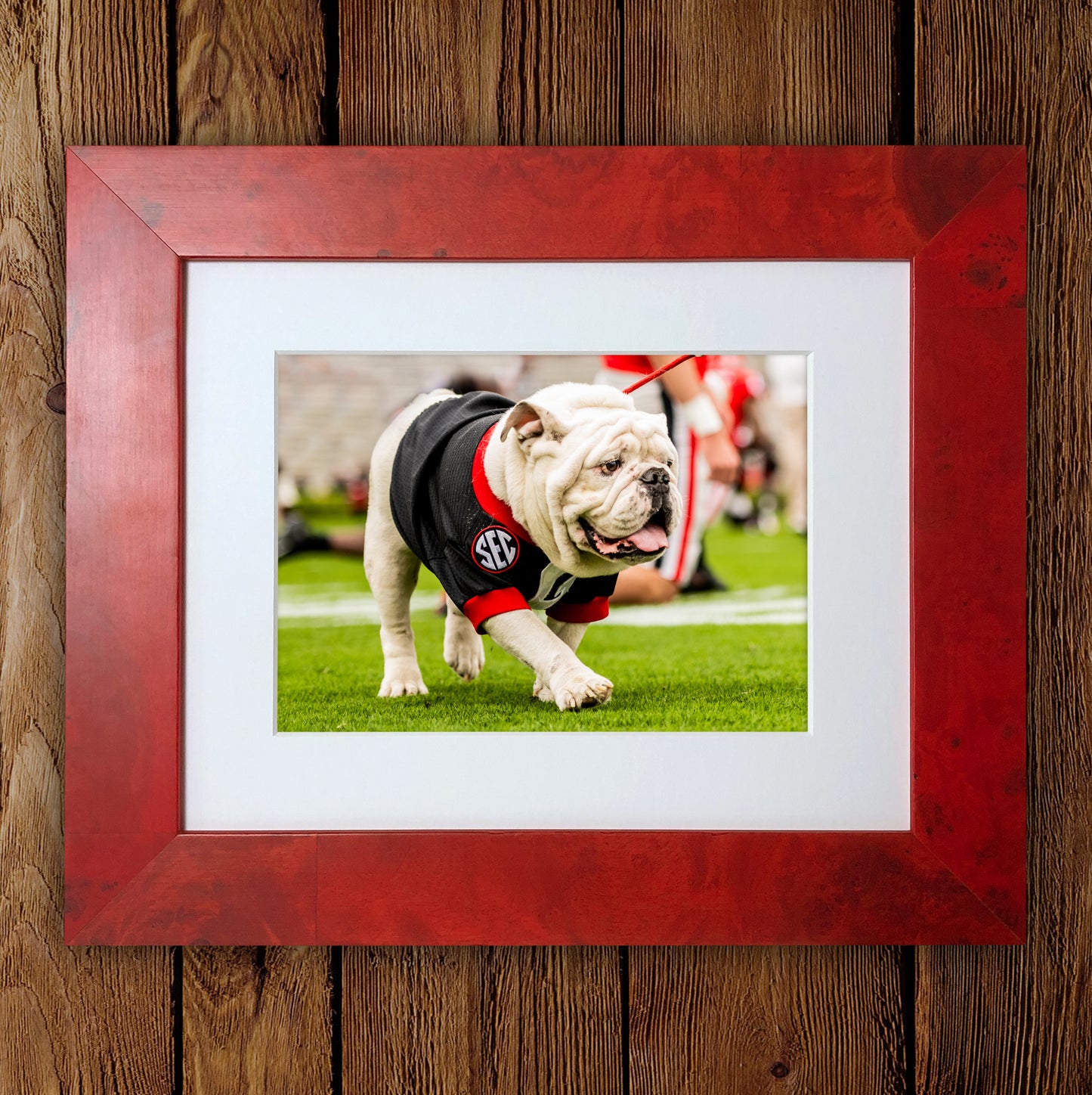 Uga X in Black G Day Mascot Photo Print & Canvas Wrap - Georgia Bulldogs Art