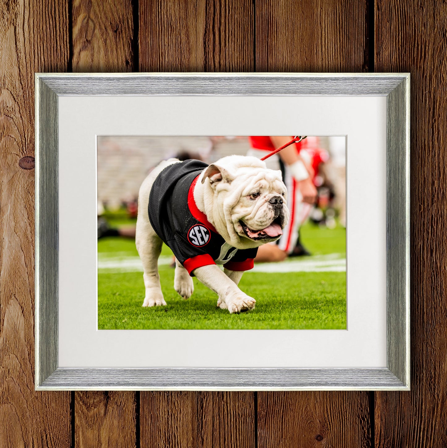 Uga X in Black G Day Mascot Photo Print & Canvas Wrap - Georgia Bulldogs Art