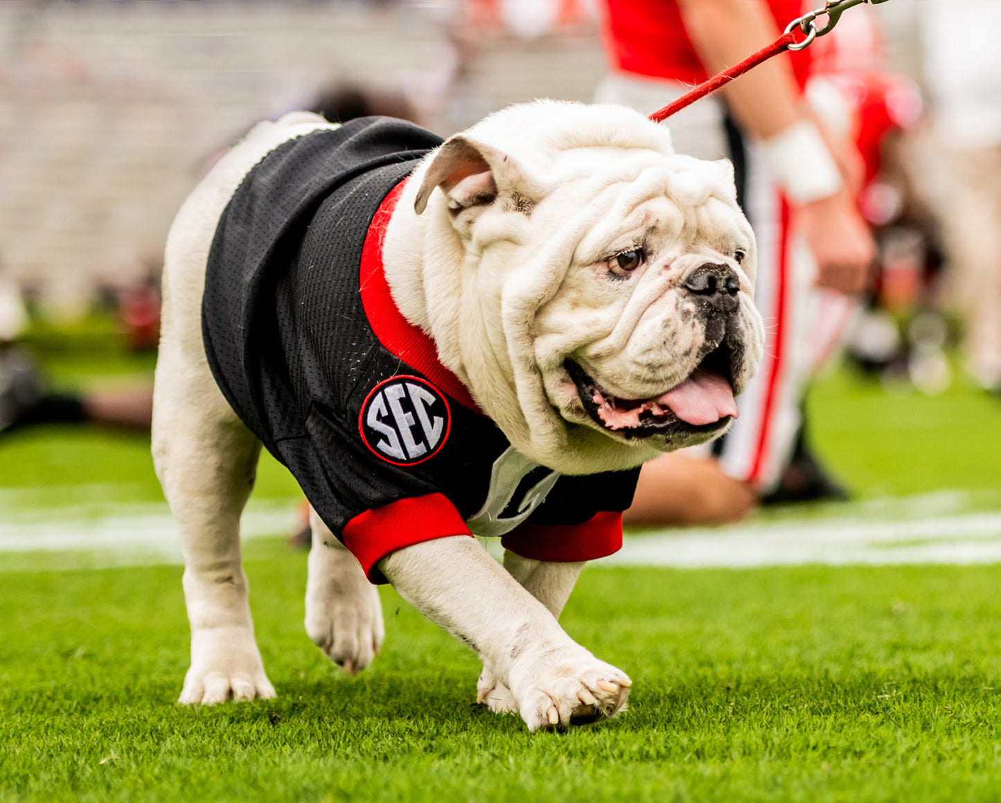 Uga X in Black G Day Mascot Photo Print & Canvas Wrap - Georgia Bulldogs Art