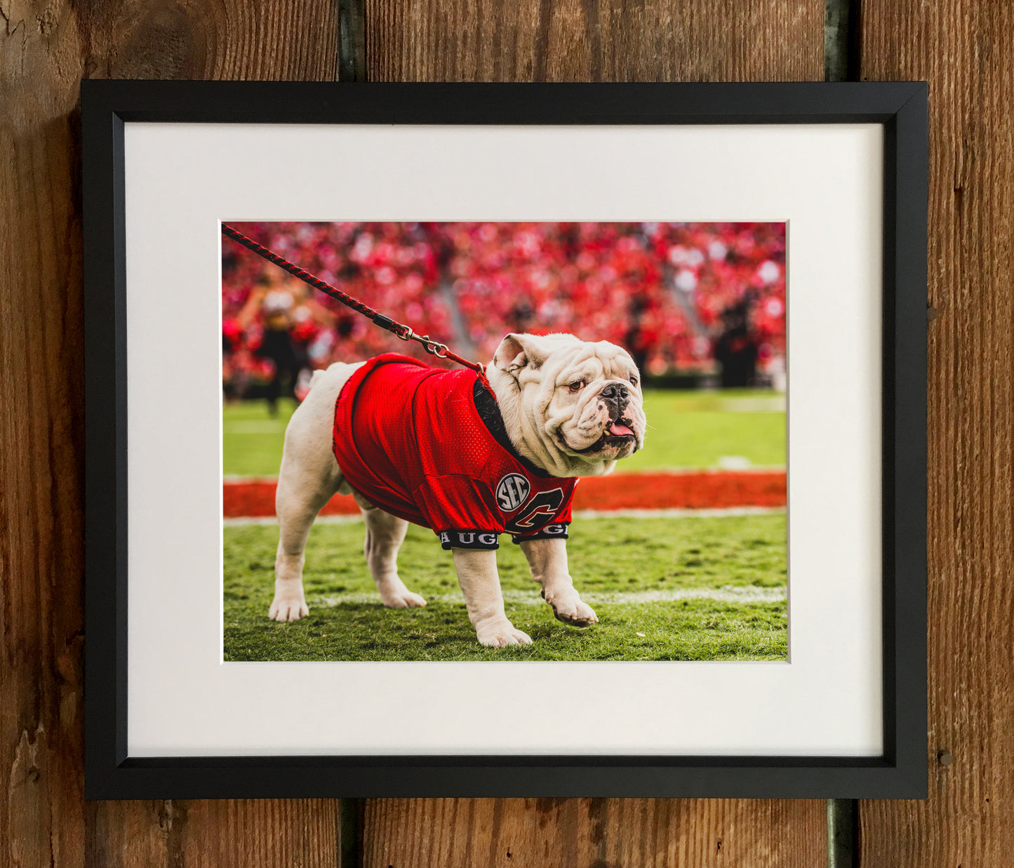 Uga X on the Sidelines Mascot Photo Print & Canvas Wrap - Georgia Bulldogs Art