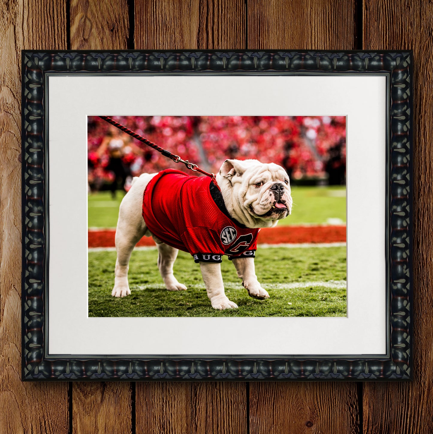 Uga X on the Sidelines Mascot Photo Print & Canvas Wrap - Georgia Bulldogs Art