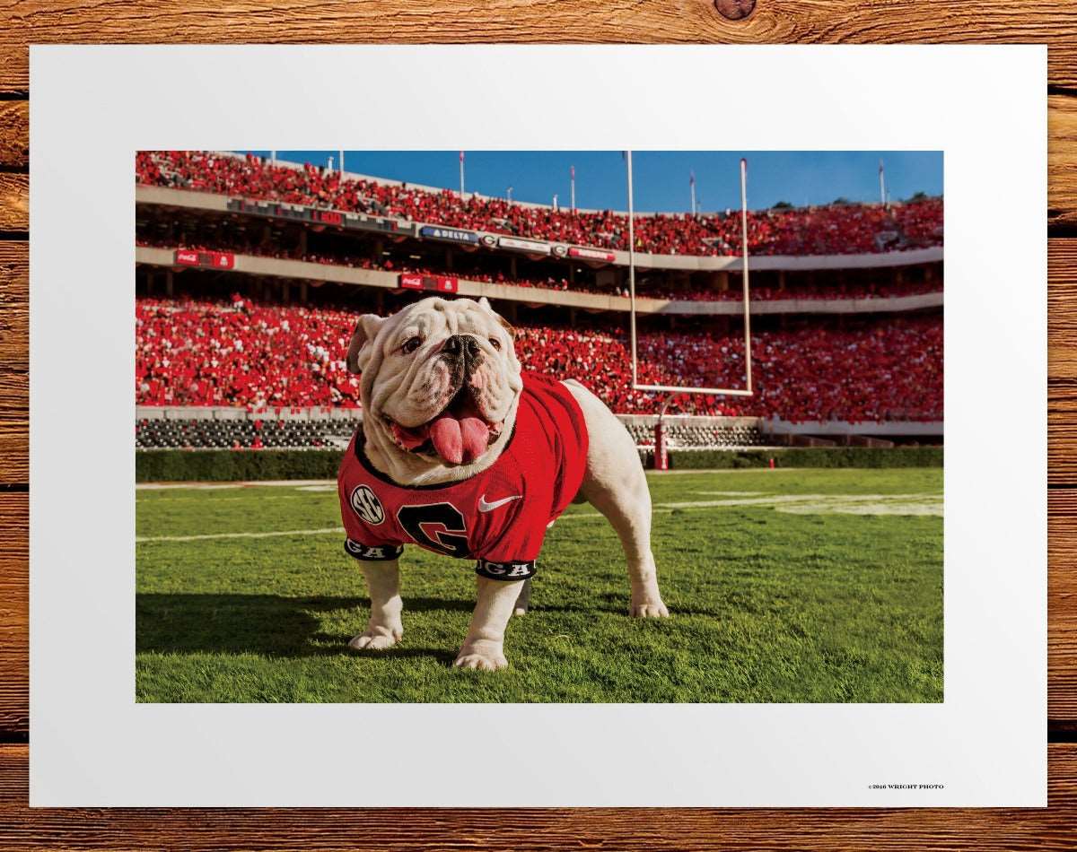UGA Georgia Bulldogs Art: Uga X Endzone Mascot Art Poster Print - Wright Photo