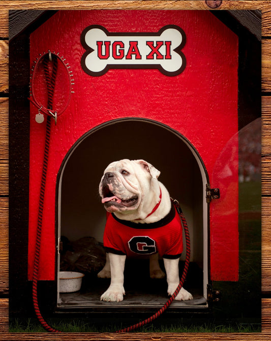 Uga XI Boom in the Dawg House Mascot Art Poster - Georgia Bulldogs Photo Wall Art
