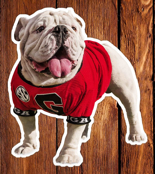 UGA Georgia Bulldogs Sticker - Uga X Mascot in the Endzone Premium UV Vinyl Die-Cut Decal - WRIGHT PHOTO