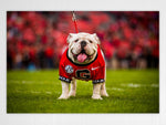 UGA Georgia Bulldogs Art: Uga X Mascot Art Poster Print - Wright Photo