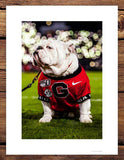 UGA Georgia Bulldogs Art: Uga X Under the Lights Mascot Art Poster Print - Wright Photo