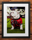 UGA Georgia Bulldogs Art: Uga X Under the Lights Mascot Art Poster Print - Wright Photo