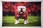 UGA Georgia Bulldogs Art: Uga X Mascot Tapestry Poster Wall Art Photo - 2XL & 3XL Sizes - Wright Photo